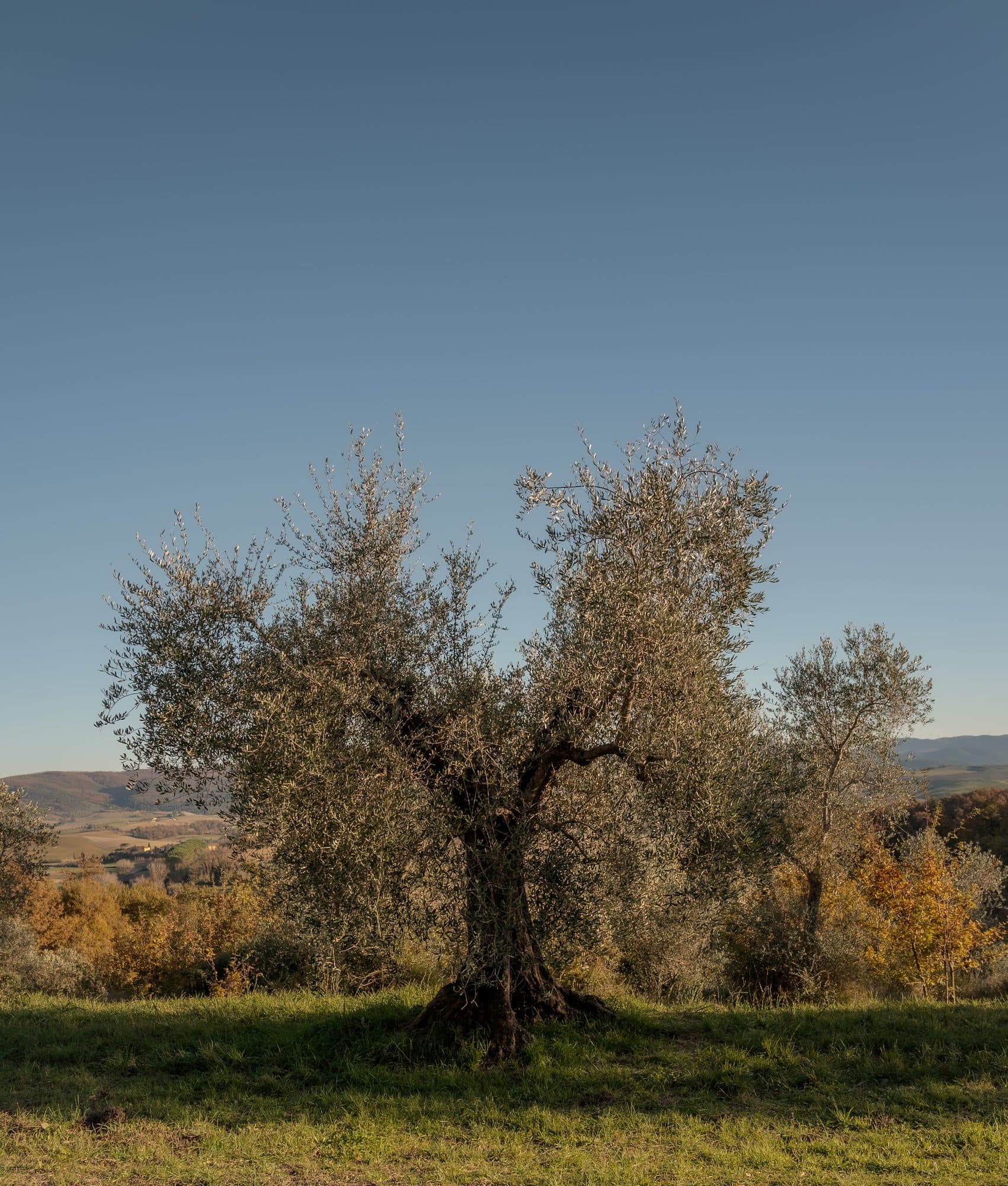 A single old olive tree standing on the hillside in autumn light.
