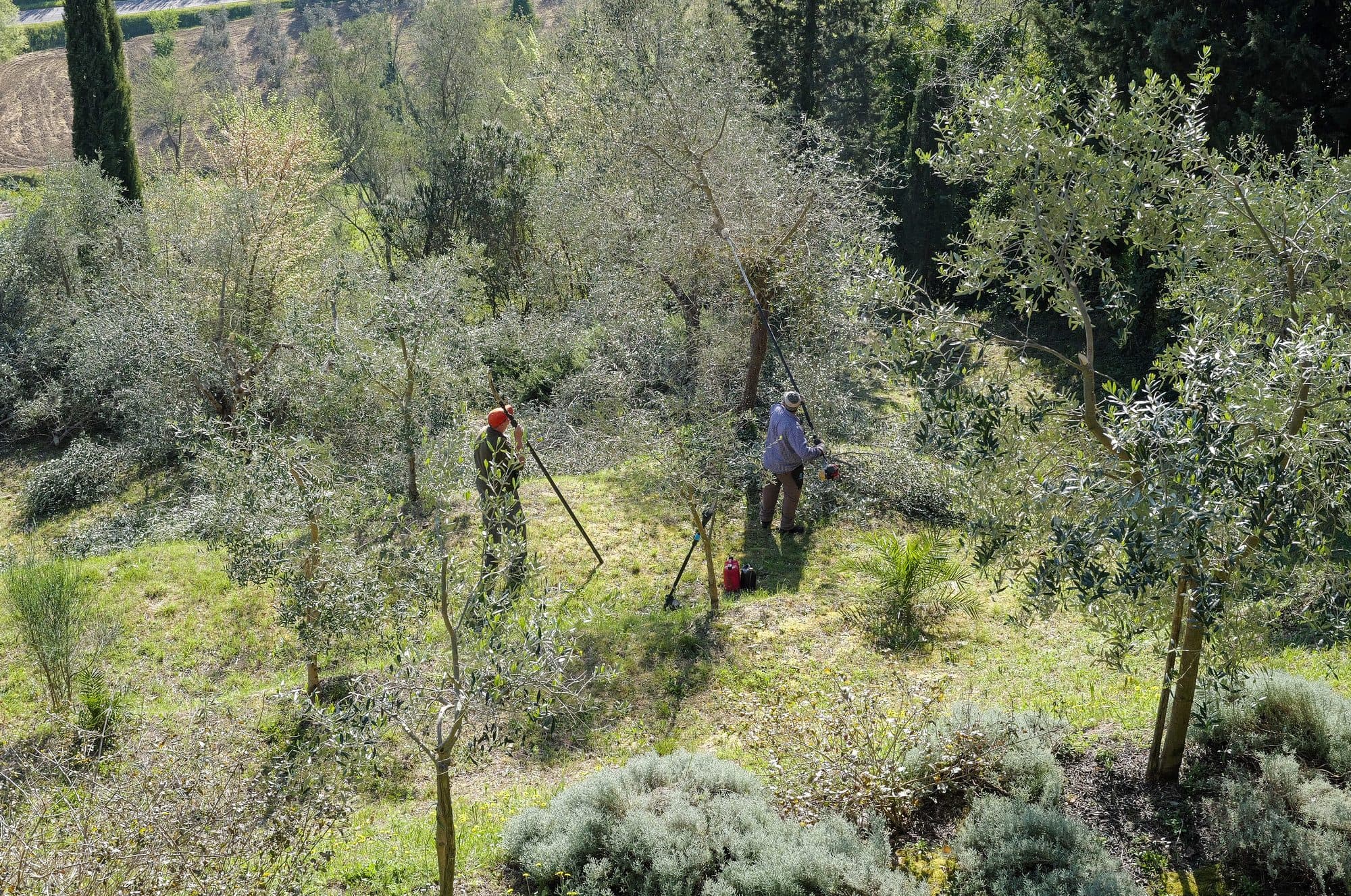 Two people pruning olive trees with hand tools among the grove.