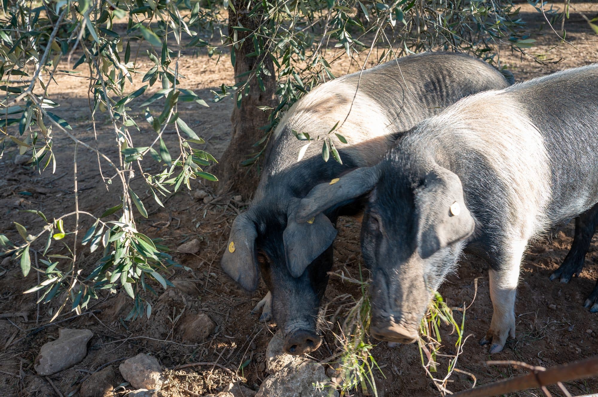 Two pigs foraging beneath the olive trees.