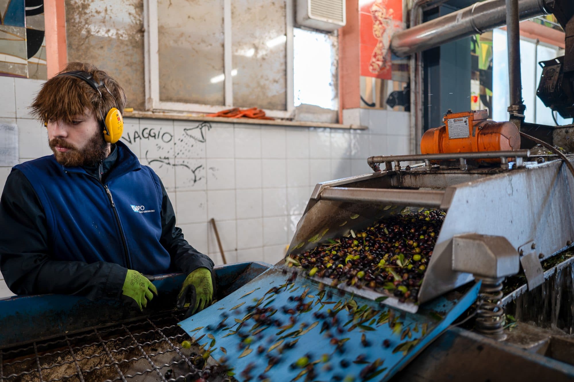 Olives flowing along the sorting line at the mill.